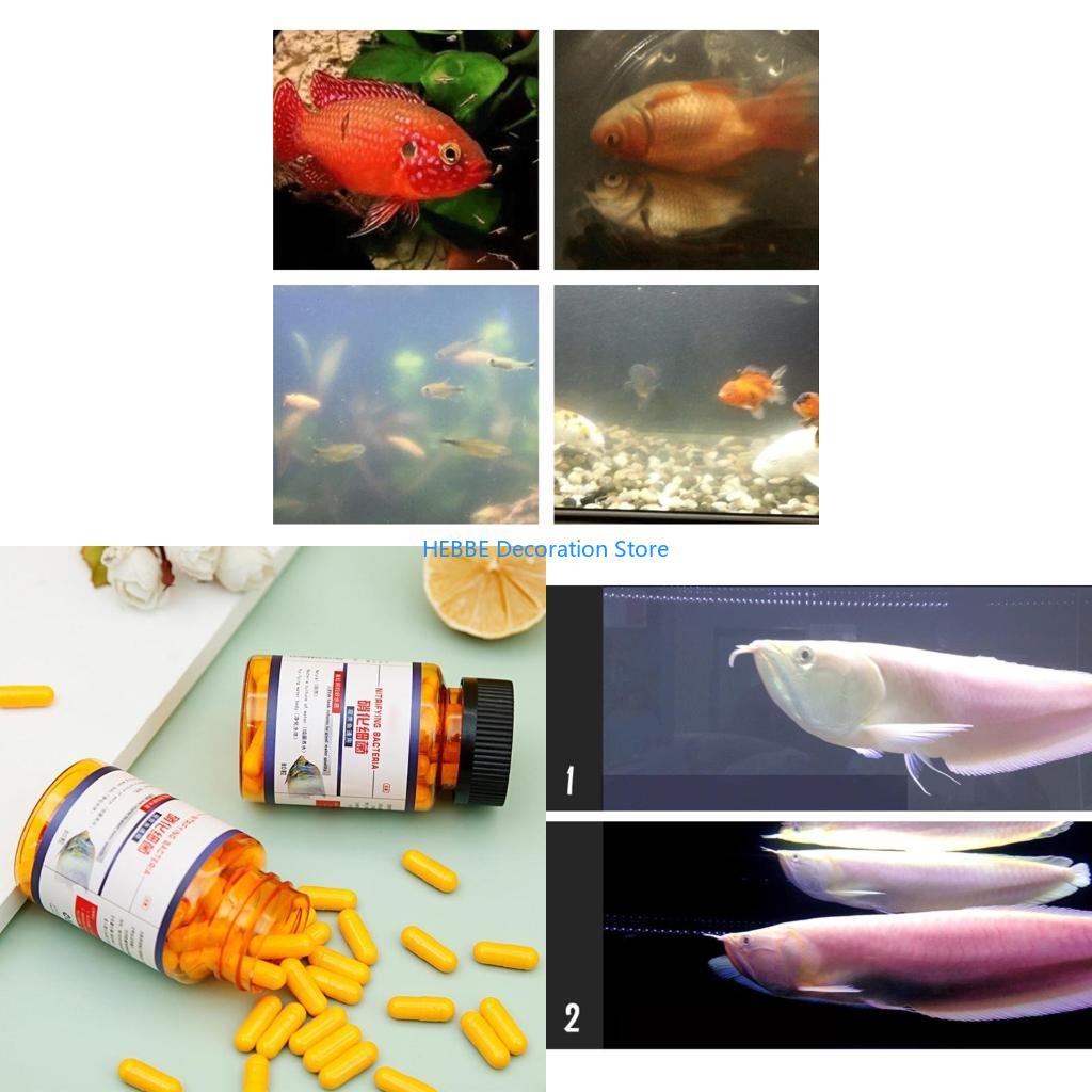 Aquarium Fish Medicine - B0KC 30/80 PCS Нитрифицирующие бактерий Капсулы