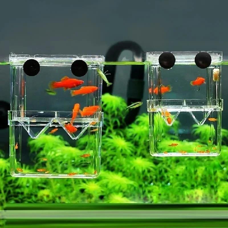 Прозрачный аквариум для рыб, в – обзор и цена Aquarium Fish Medicine