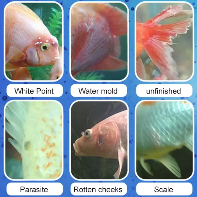 SIKEZHAN Лечение и нитрифициру – обзор и цена Aquarium Fish Saltwater