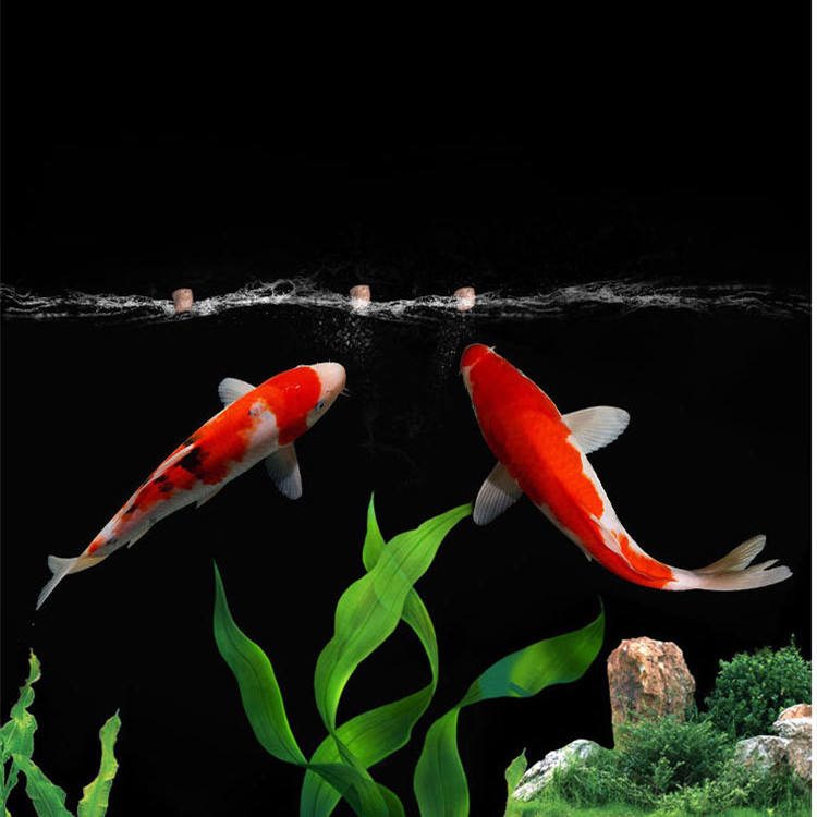 Оптовая продажа, экспортные вы – обзор и цена Aquarium Fish Exporter