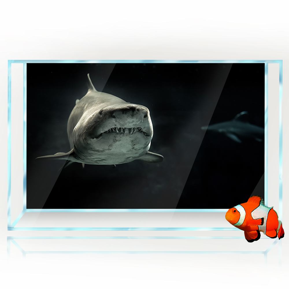 Фон для аквариума 3D акула чер – обзор и цена Aquarium Fish Wallpaper Hd
